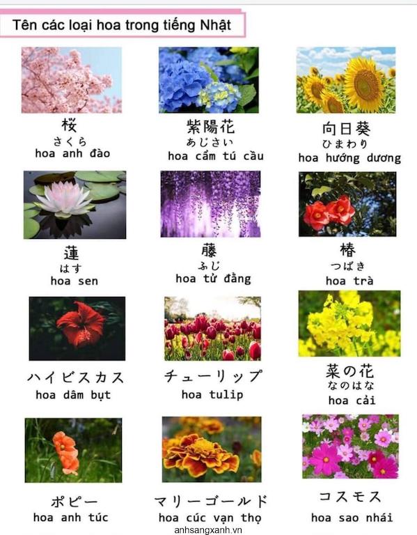 Cac Tu Tieng Nhat Hay Noi Ve Nuoc Hoa